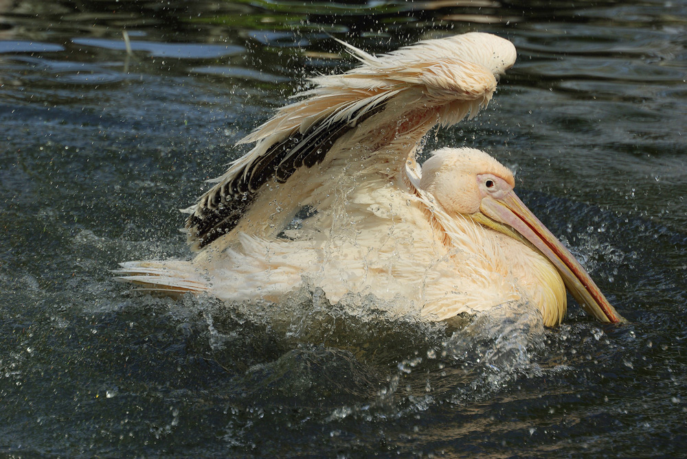 Taking a Bath...