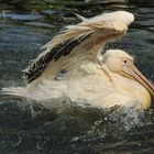 Taking a Bath...