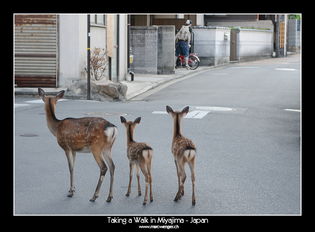 Taking a Walk in Miyajima - Japan