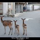 Taking a Walk in Miyajima - Japan