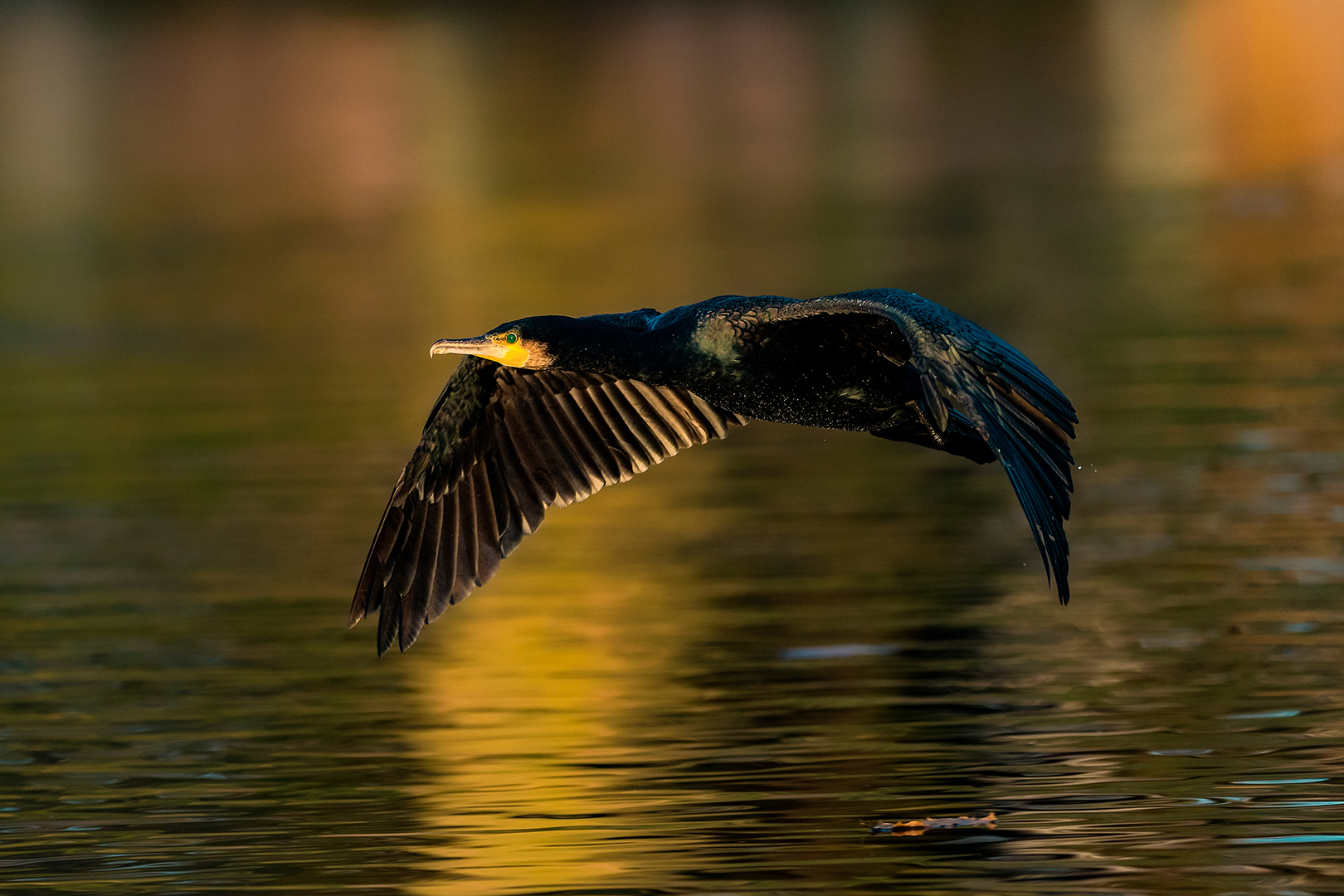 taking flight of the cormoran