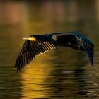 taking flight of the cormoran