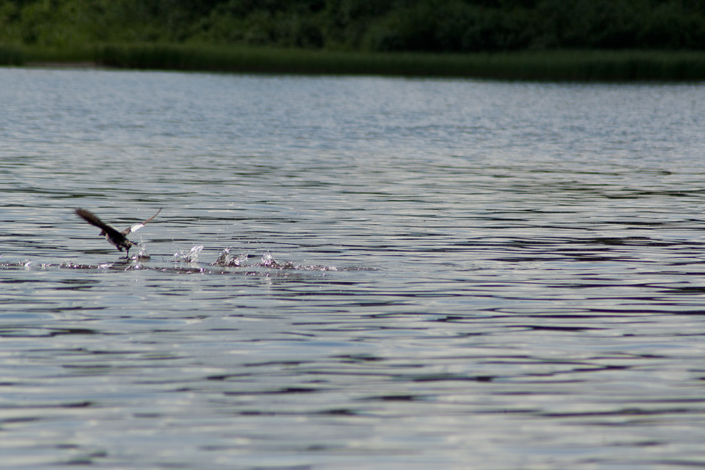 Taking off