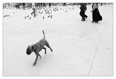 Taksims Dog