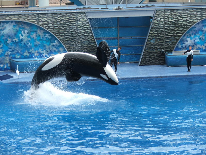 Taku, Seaworld Orlando