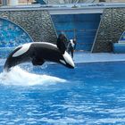 Taku, Seaworld Orlando