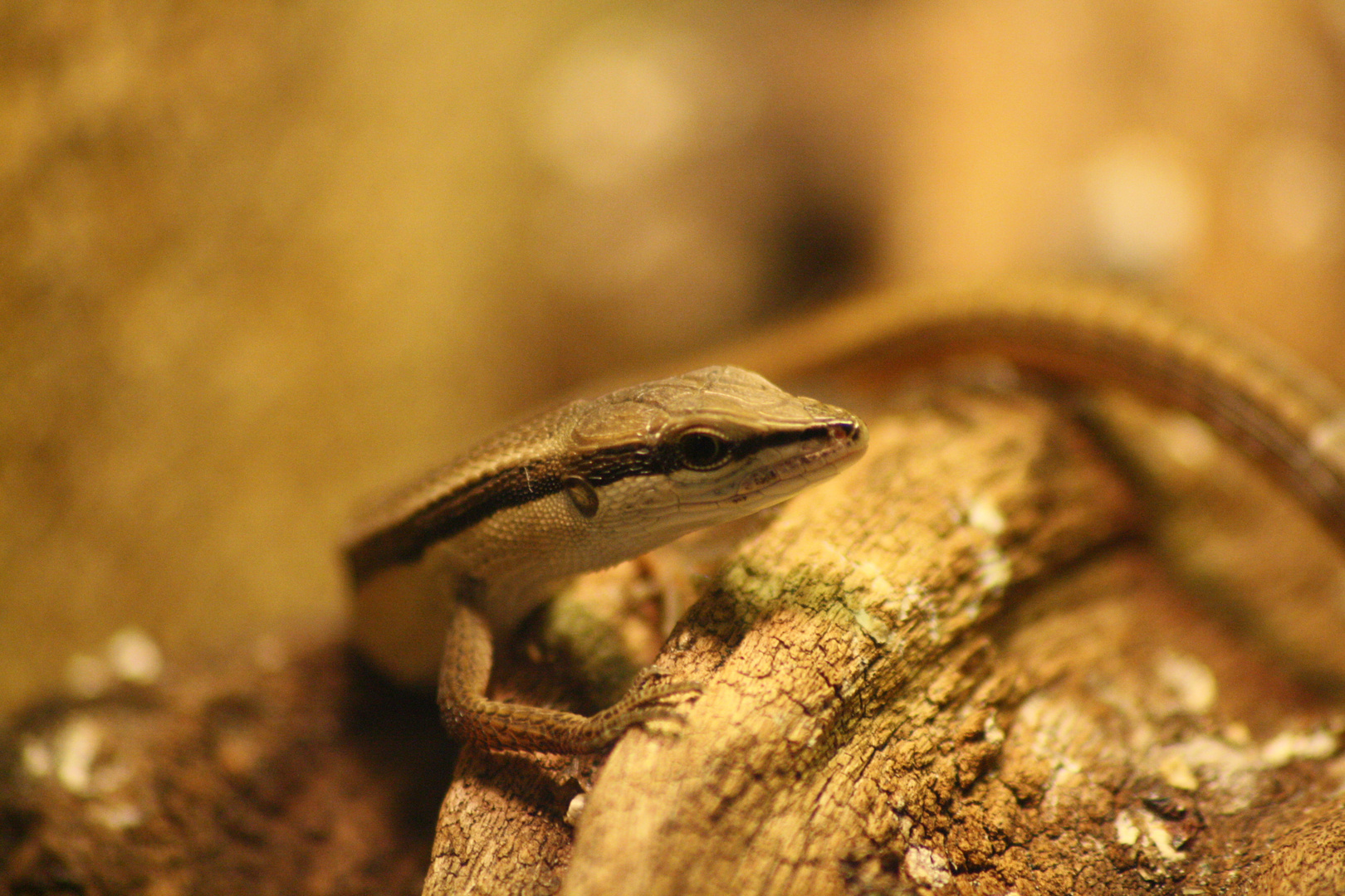 Takydromus sexlineatus