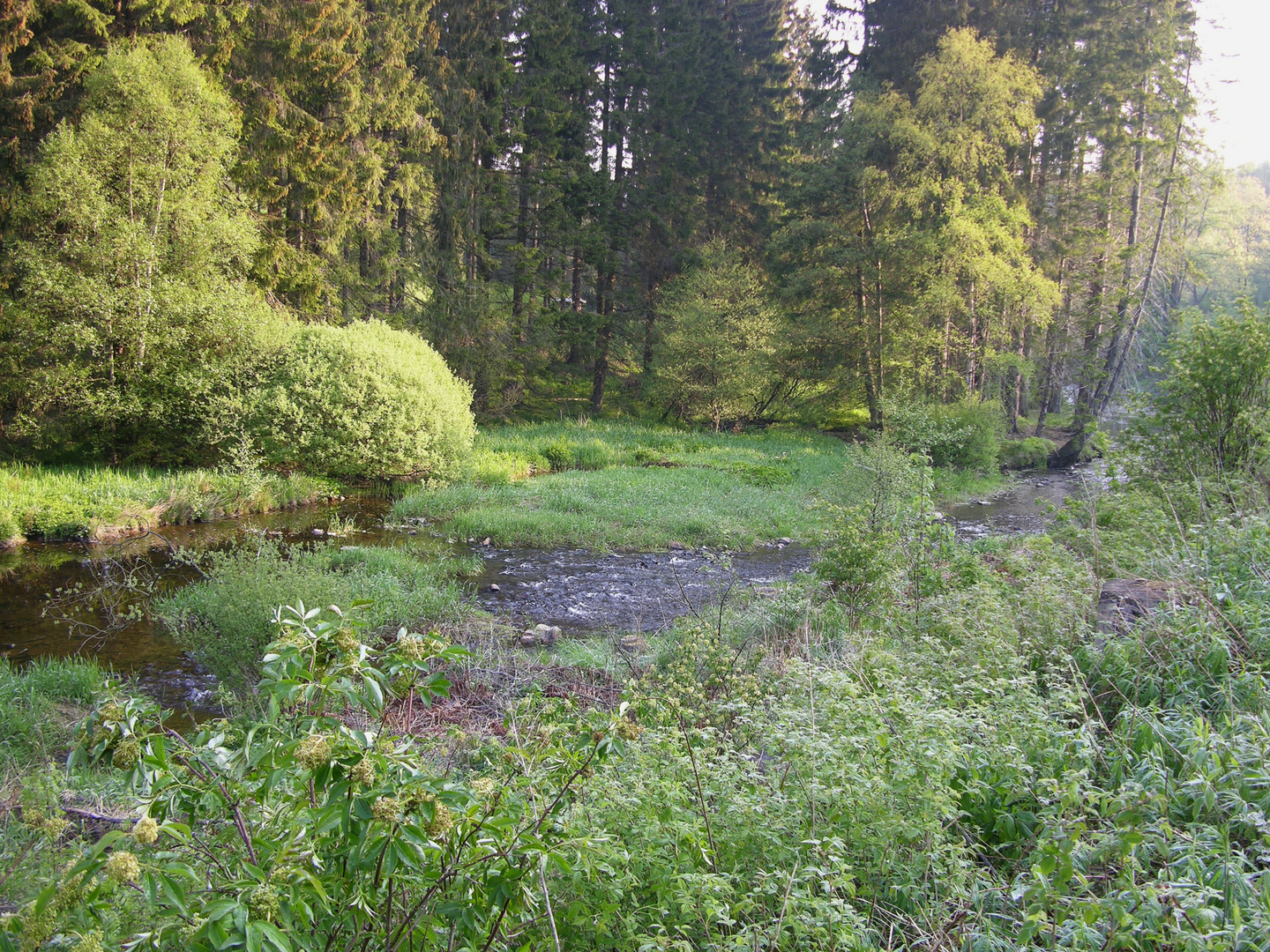 Tal der noch sehr "jungen" Rur, in der Nähe von Kloster Reichenstein bei Kalterherberg