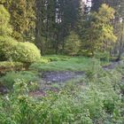 Tal der noch sehr "jungen" Rur, in der Nähe von Kloster Reichenstein bei Kalterherberg