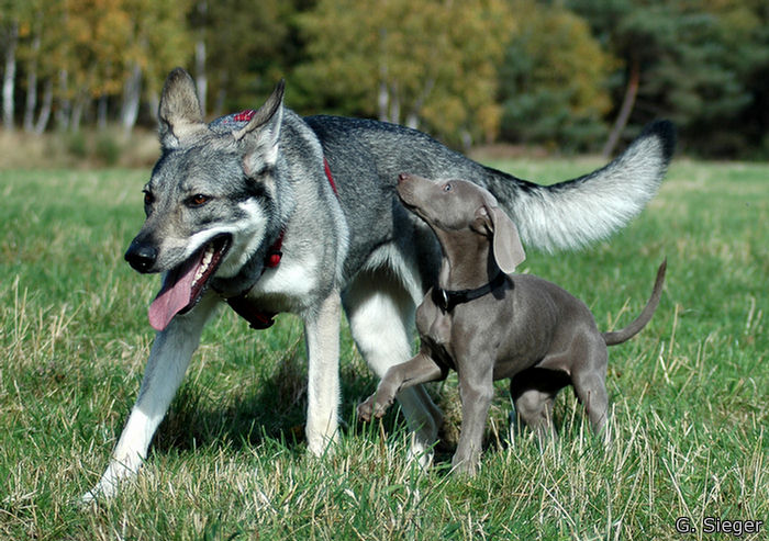 Tala und Cheyenne!