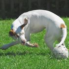 Talentierter Fußballhund