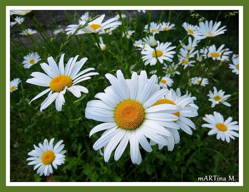 Talerblumen - gestreut