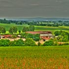 Talhof im Sommer