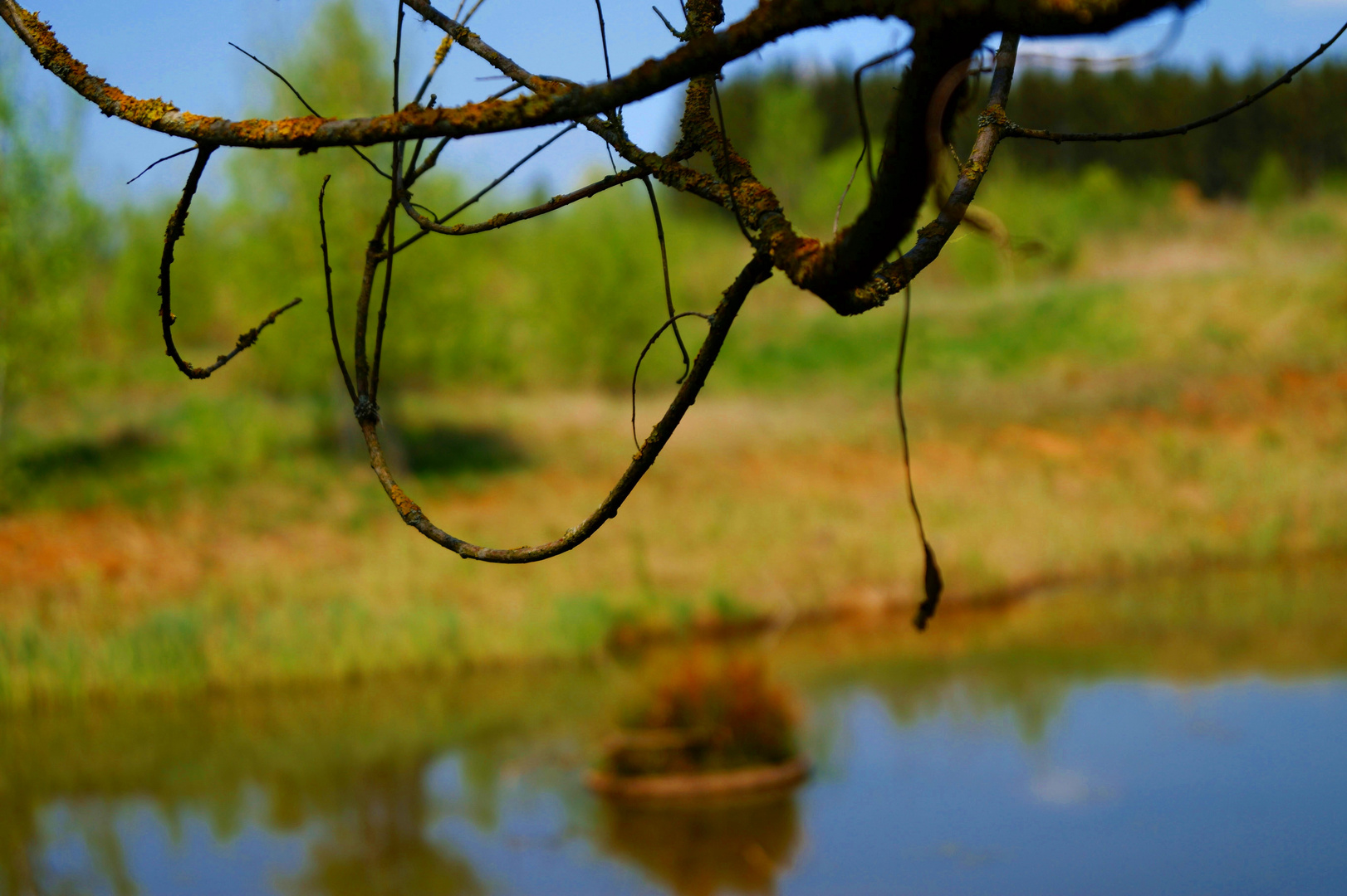 Talking water and singing trees