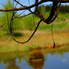 Talking water and singing trees