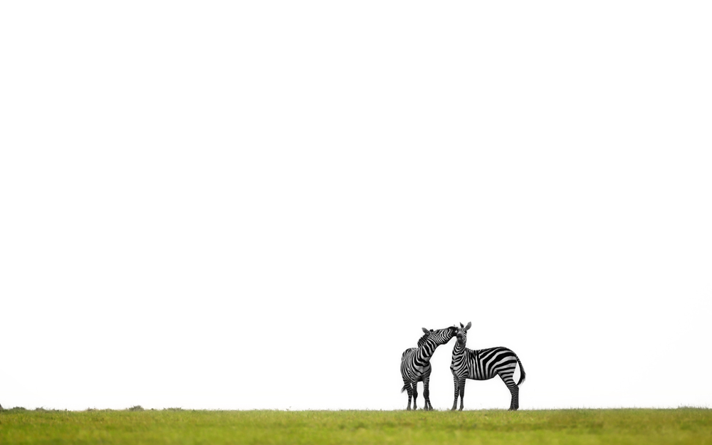 Talking Zebras...