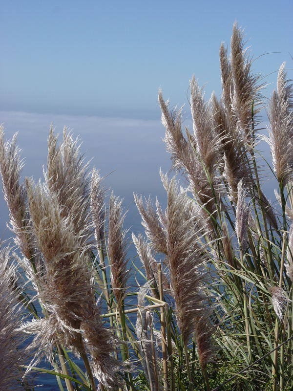 Tall Grasses