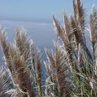 Tall Grasses