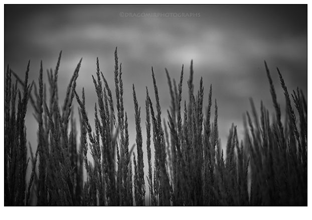 Tall Summer Grass