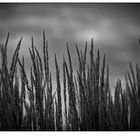 Tall Summer Grass