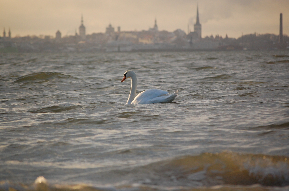 Tallinn swan, 02 January 2012