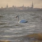 Tallinn swan, 02 January 2012