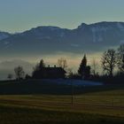 Talnebel-Bergbäume