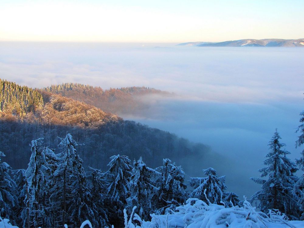 Talnebel im Harz 3