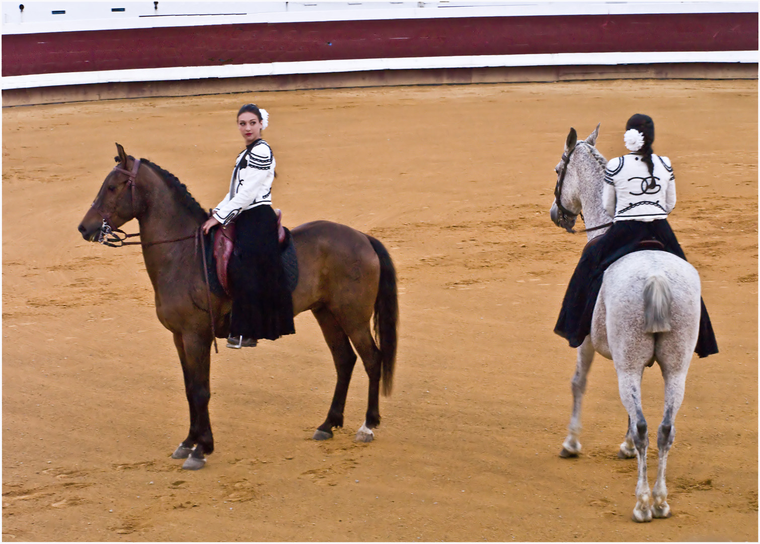 Étalons, cavalières et élégance 