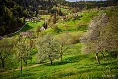 Talsicht auf dem Mühlenwanderweg im Ottenhöfener Tal