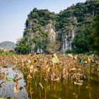 Tam Coc #5