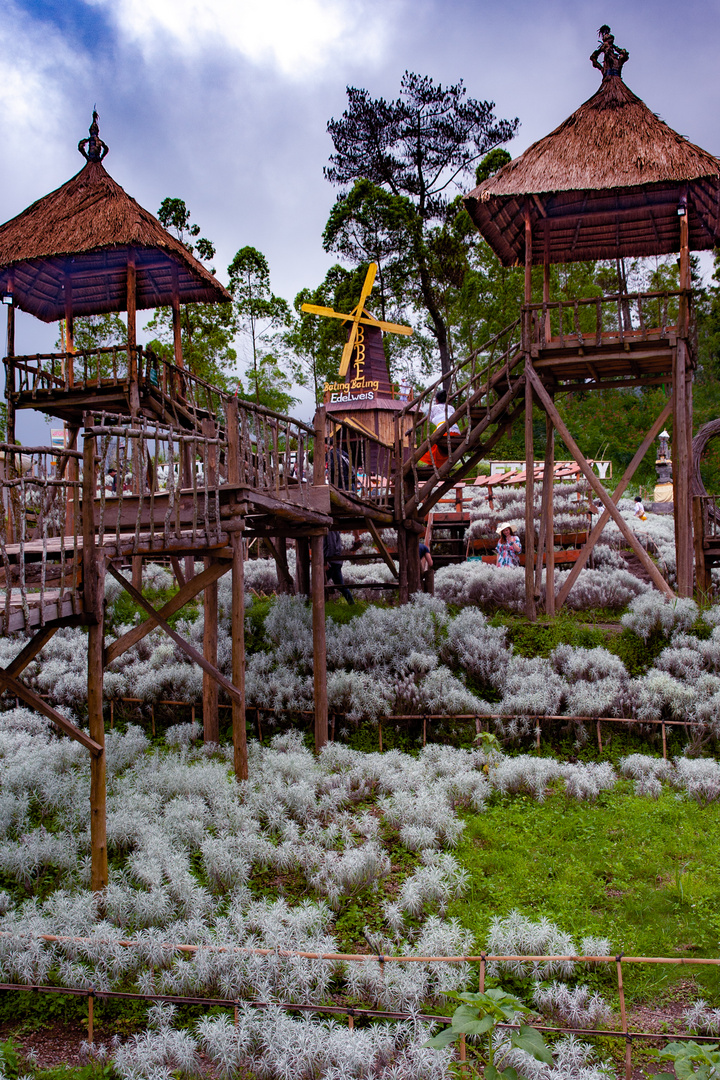 Taman Edelweis photo image fotos nature world images Taman Edelweis photo image fotos nature world images