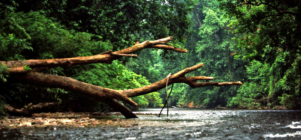 Taman Negara 2