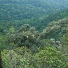 Taman Negara Bukit Teresek