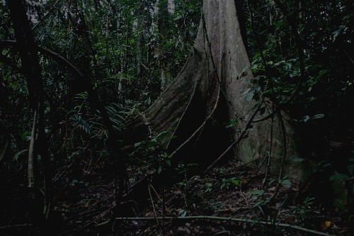 Taman Negara, Malaysia von Mary Jane Skrzypiec 