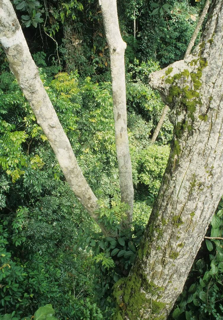 Taman Negara Nationalpark - Wald