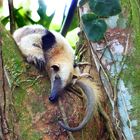 Tamandua