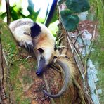 Tamandua