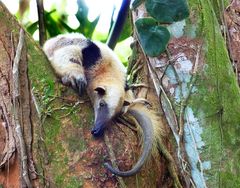 Tamandua