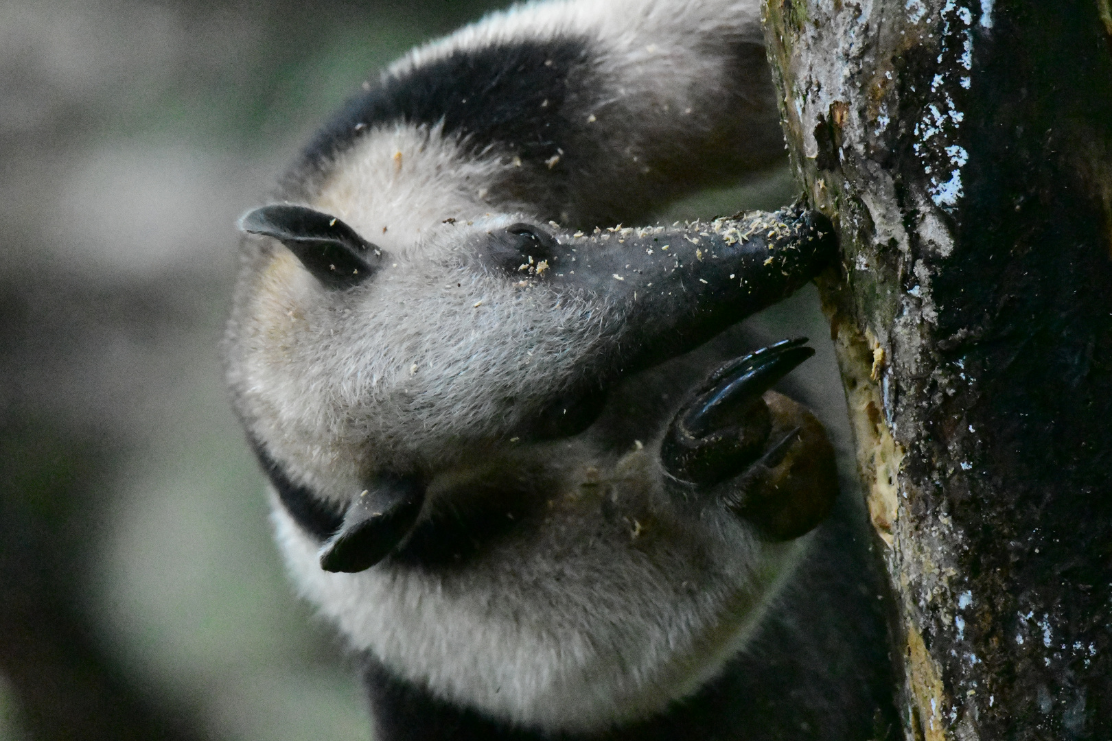 Tamandua