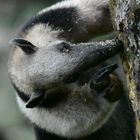 Tamandua