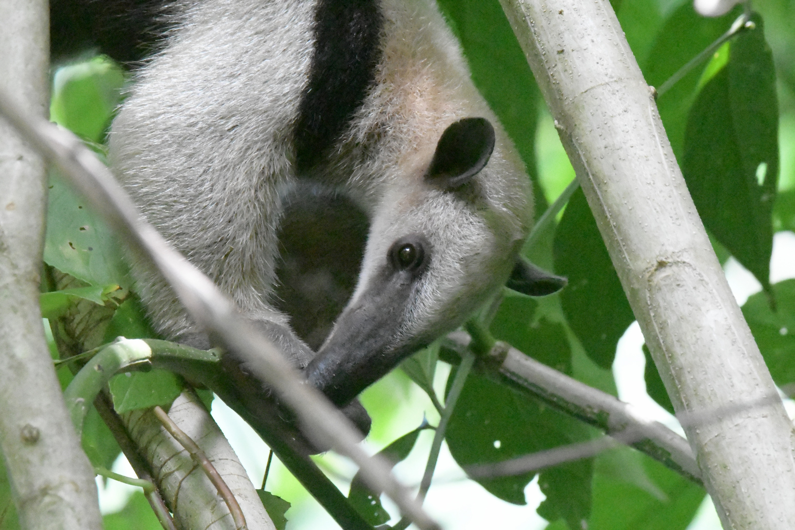 Tamandua