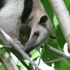 Tamandua