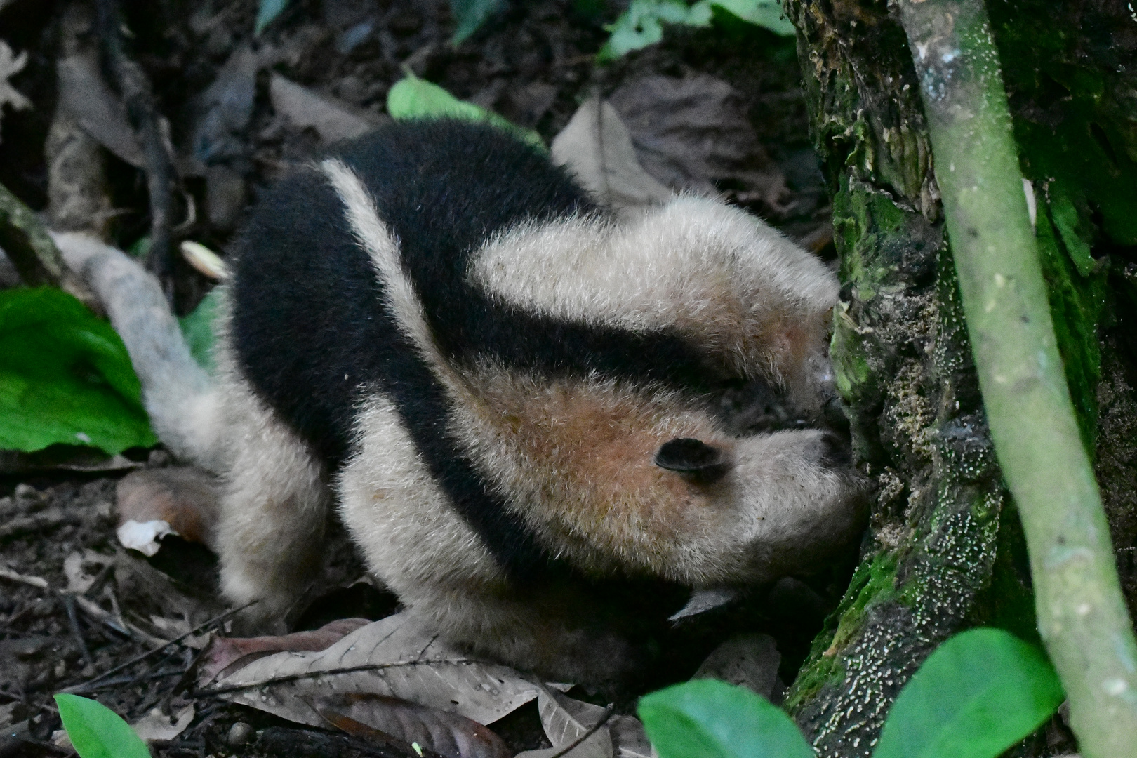 Tamandua