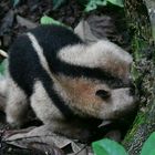 Tamandua