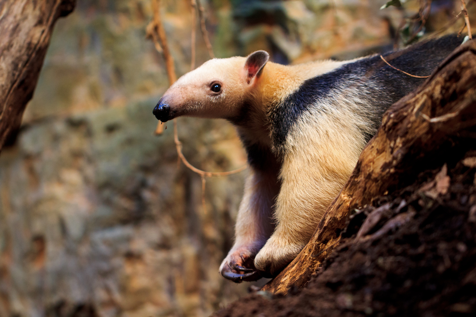 Tamandua