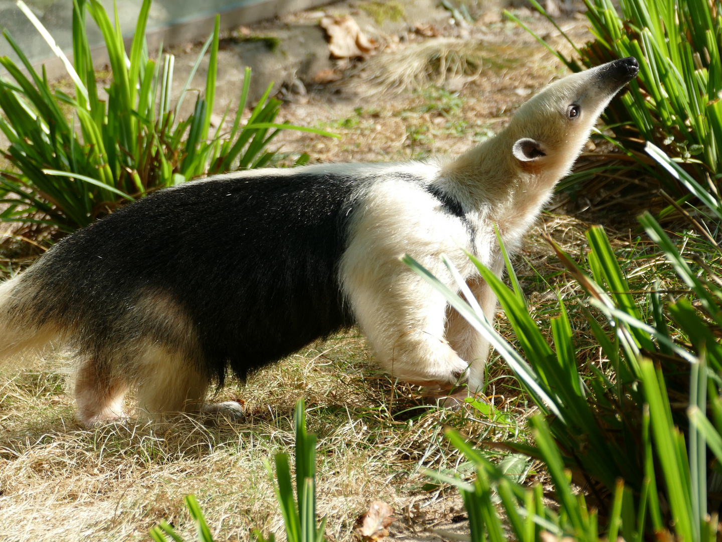 Tamandua im Dortmunder Zoo