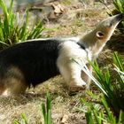 Tamandua im Dortmunder Zoo