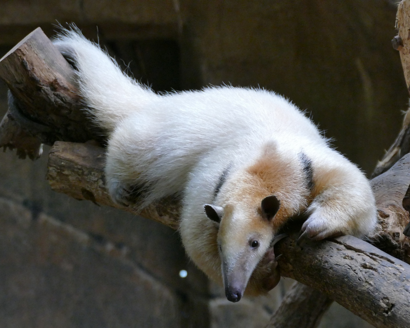 Tamandua im Krefelder Zoo 