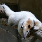 Tamandua im Krefelder Zoo 